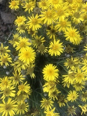 Erigeron linearis