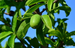 Ximenia caffra caffra