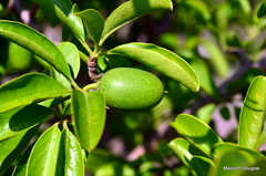 Ximenia caffra caffra