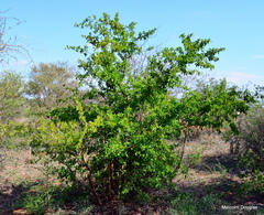 Ximenia caffra caffra