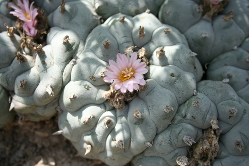 Peyote