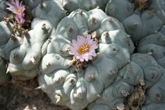 Lophophora williamsii