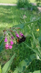 Bombus rupestris