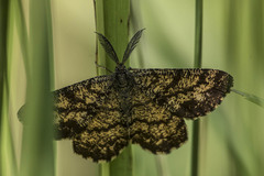 Ematurga atomaria