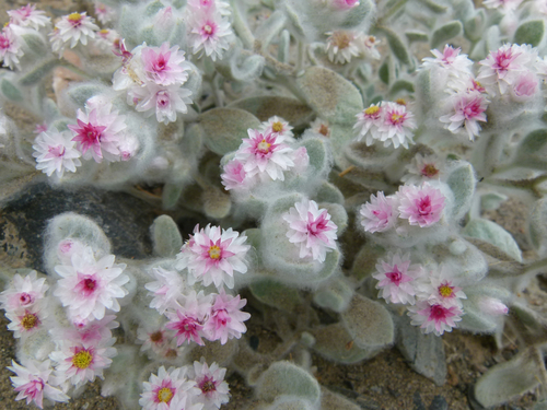 Helichrysum roseoniveum image