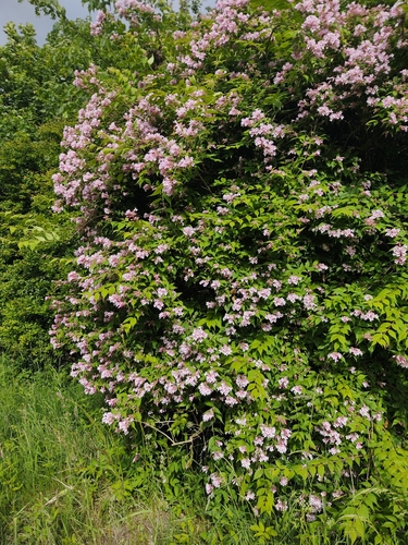 Kolkwitzia amabilis