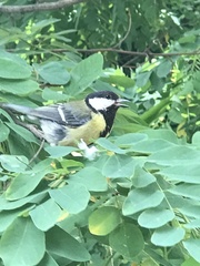 Parus major