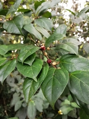 Ficus colubrinae image