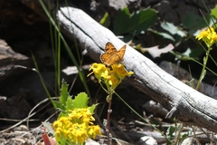 Phyciodes pallida