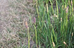Alopecurus arundinaceus