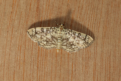 Haritalodes plenilinealis