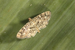Haritalodes plenilinealis