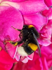 Bombus
