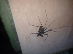 Paraphrynus laevifrons