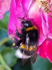 Bombus
