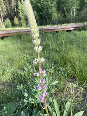 Lupinus covillei