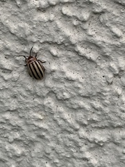 Kuschelina petaurista