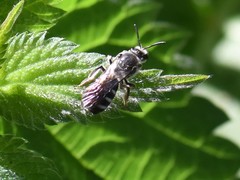 Lasioglossum sexnotatum