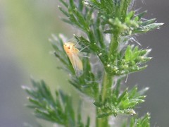 Eupteryx tenella