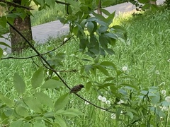 Passer montanus