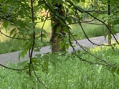 Passer montanus