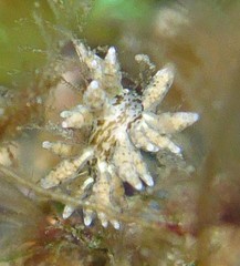 Eubranchus rustyus