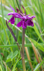 Dactylorhiza purpurella