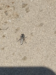 Laphystia