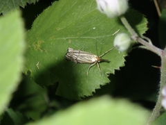 Chrysocrambus linetella