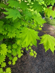 Acer circinatum