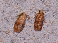 Cochylis bucera