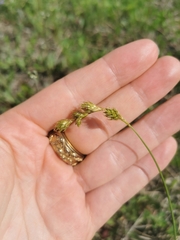 Carex foenea