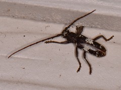 Enaphalodes taeniatus