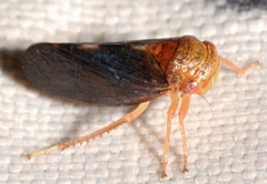 Oncopsis sobria