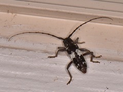 Enaphalodes taeniatus