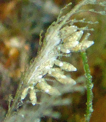 Eubranchus rustyus