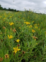 Heterotheca camporum