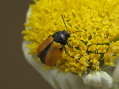 Cryptocephalus rugicollis