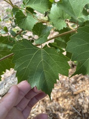 Vitis monticola