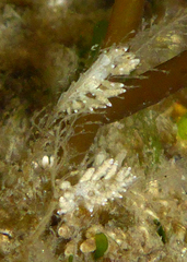 Eubranchus rustyus