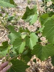 Vitis monticola