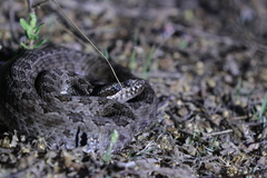 Crotalus intermedius