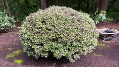 Weigela floribunda