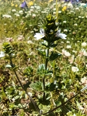 Euphrasia arctica