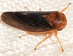 Oncopsis sobria