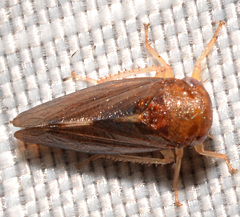 Oncopsis sobria