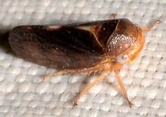 Oncopsis sobria