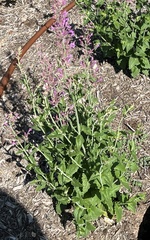 Agastache cana
