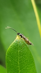 Campyloneura virgula