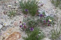 Astragalus miser decumbens